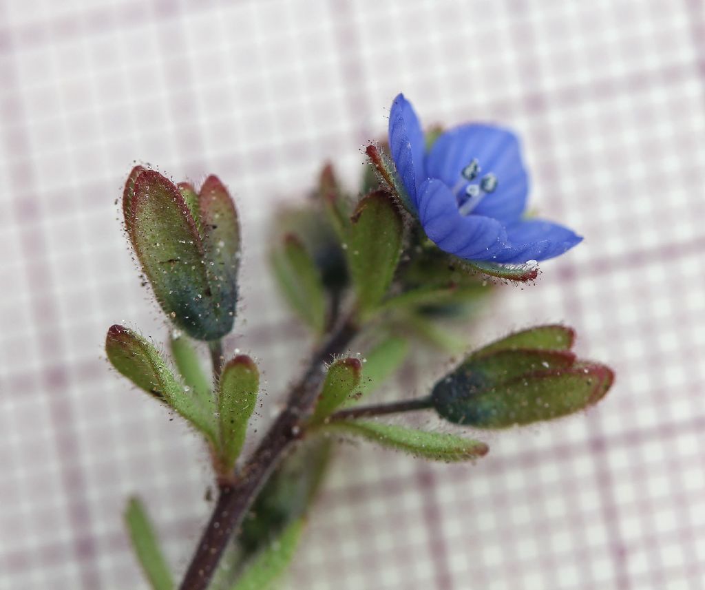 Veronica triphyllos / Veronica trifogliata